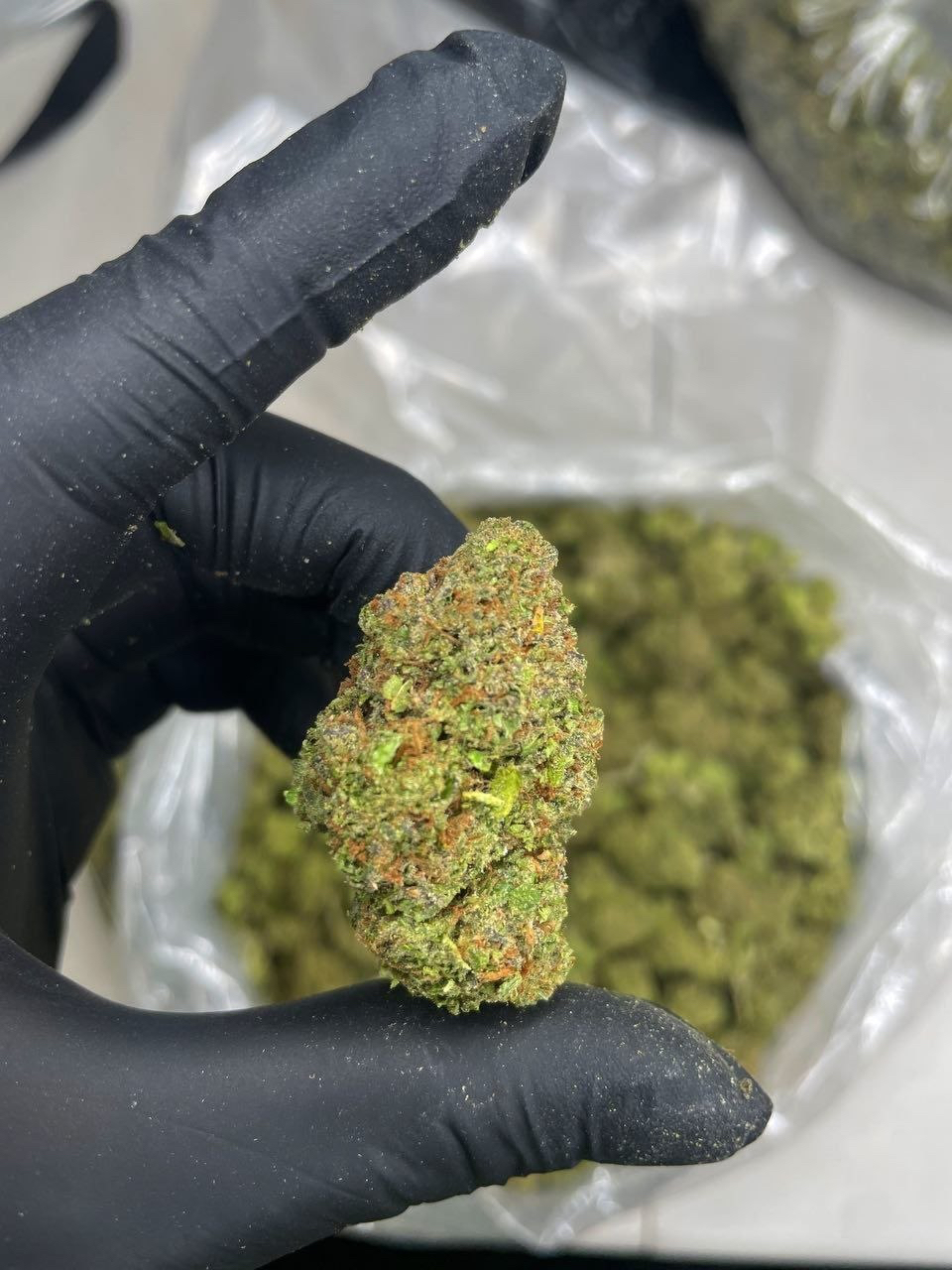 Close up shot of premium Atomic Cherry exotic cannabis flower bud showing dense green structure covered in frosty trichomes and orange hairs